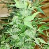 Pumpkin Kush Regular Royal Queen Seeds