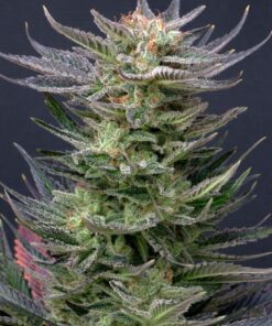 Purple Dream Auto Kannabia Seeds