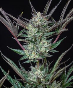 Purple Punch Auto Royal Queen Seeds