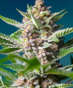 Purple Punch OG Sweet Seeds