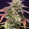 Purple Punch OG XL Auto Sweet Seeds