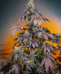 Red Gorilla Girl XL Auto Sweet Seeds