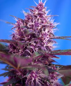 Red Poison Auto Sweet Seeds