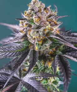 Red Strawberry Banana Auto Sweet Seeds