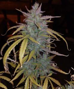 Royal AK Auto Royal Queen Seeds