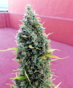 Royal Bluematic Auto Royal Queen Seeds