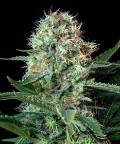 Royal Cookies Royal Queen Seeds
