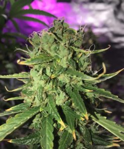 Royal Cookies Auto Royal Queen Seeds