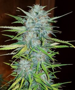 Royal Creamatic Auto Royal Queen Seeds