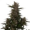 Royal Critical Auto Royal Queen Seeds
