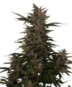 Royal Critical Auto Royal Queen Seeds