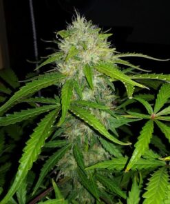 Royal Dwarf Auto Royal Queen Seeds