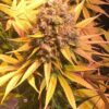 Royal Gorilla Royal Queen Seeds