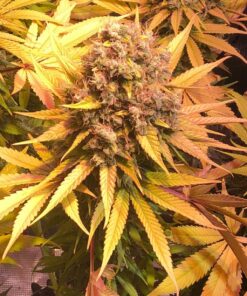 Royal Gorilla Royal Queen Seeds