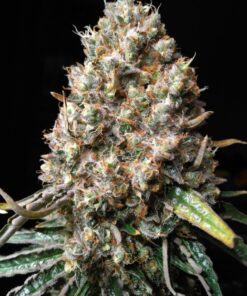 Royal Gorilla Auto Royal Queen Seeds