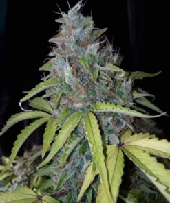 Royal Jack Auto Royal Queen Seeds