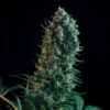 Royal Medic CBD Royal Queen Seeds