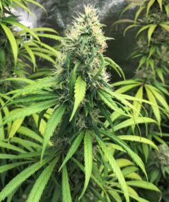 Royal Moby Royal Queen Seeds