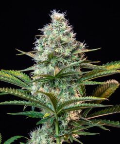 Royal Runtz Royal Queen Seeds