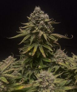 Royal Runtz Auto Royal Queen Seeds