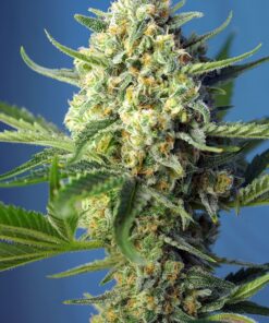 S.A.D. Sweet Afgani Delicious Auto Sweet Seeds