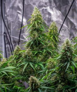 Sherbet Queen Auto Royal Queen Seeds