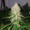 Shining Silver Haze Royal Queen Seeds