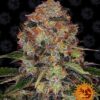 Shiskaberry Barneys Farm Seeds