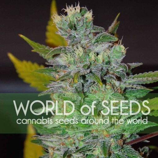 Space World of Seeds