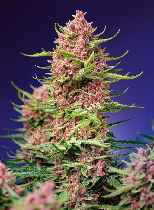 Strawberry Cola Sherbet Fast Version F1 Sweet Seeds
