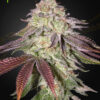 Sugarlato Auto Green House Seeds