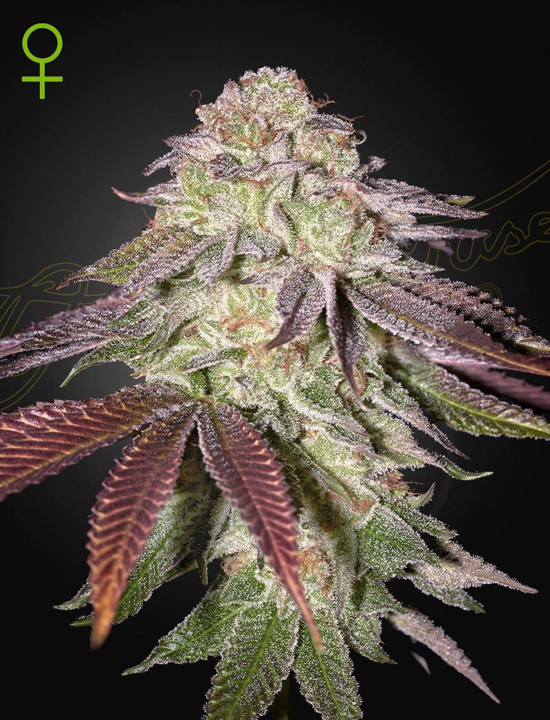 Sugarlato Auto Green House Seeds