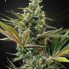 Super lemon Haze CBD Auto Green House Seeds