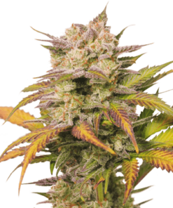 Sweet Bourbon Kush Auto SuperSativaSeedClub