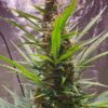 Sweet Skunk Auto Royal Queen Seeds