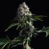 Swiss Dream CBD Kannabia Seeds