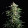 Swiss Dream CBD Auto Kannabia Seeds