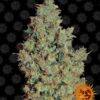 Tangerine Dream Barneys Farm Seeds