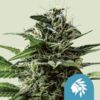 Tatanka Pure CBD Royal Queen Seeds