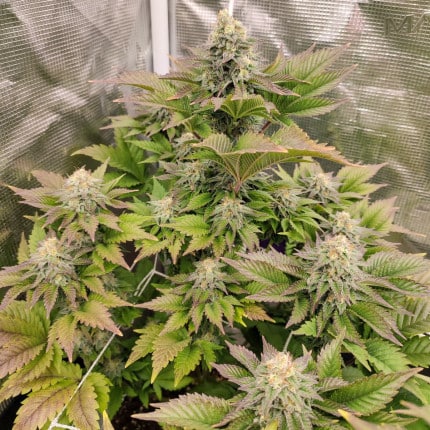 Tropical Tangie Dutch Passion Seeds