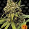Utopia Haze Barneys Farm Seeds