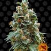 Vanilla Kush Barneys Farm Seeds
