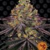 Watermelon Zkittlez Barneys Farm Seeds