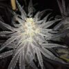 White Widow Dutch Passion Seeds