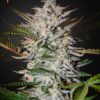 Сорт Holy Punch Green House Seeds