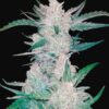 Сорт Mexican Airlines Auto Fast Buds Seeds