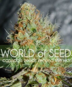 Сорт Afghan Kush Special World of Seeds