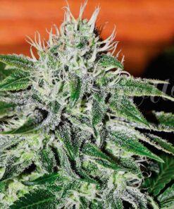 Сорт Critical Jack Herer Delicious Seeds
