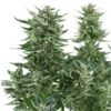 Сорт Easy Bud Auto Royal Queen Seeds