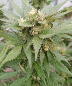 Сорт Exotic Witch Regular Royal Queen Seeds